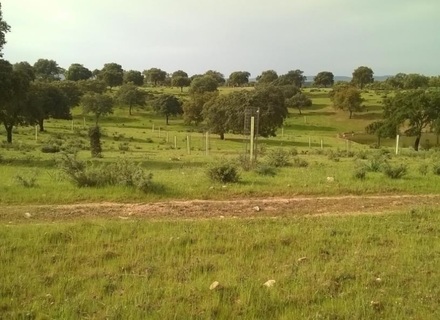 Implantación de sistemas agroforestales