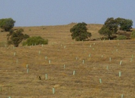 Reforestaciones