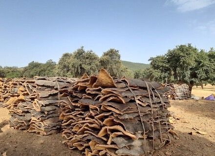 Certificación Forestal