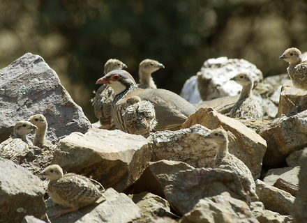  Plan de Recuperación de Conejo y Perdiz Plan de Recuperación de Conejo y Perdiz