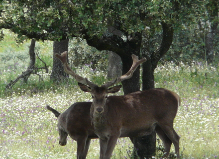 Gestión Integral de Cotos de Caza