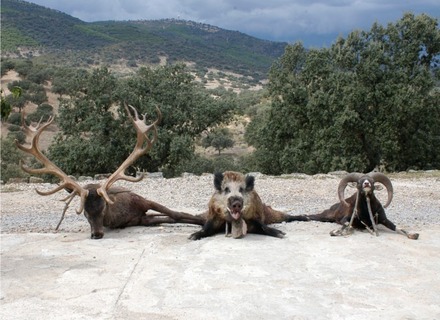 Diseño y organización de monterías