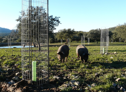 Ayudas a Terrenos Adehesados y Establecimiento de Sistemas Agroforestales